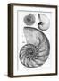 Engraving of a Nautilus And An Ammonite-Middle Temple Library-Framed Photographic Print