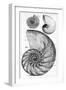 Engraving of a Nautilus And An Ammonite-Middle Temple Library-Framed Photographic Print