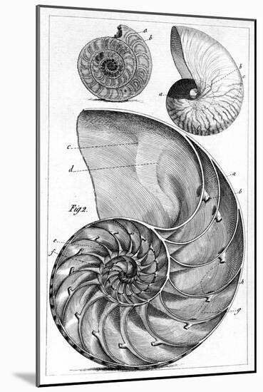 Engraving of a Nautilus And An Ammonite-Middle Temple Library-Mounted Photographic Print