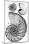 Engraving of a Nautilus And An Ammonite-Middle Temple Library-Mounted Photographic Print