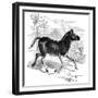 Engraving of a Quagga, 1884-null-Framed Giclee Print