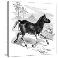 Engraving of a Quagga, 1884-null-Stretched Canvas