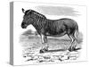 Engraving of a Quagga, 1893-null-Stretched Canvas