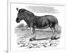 Engraving of a Quagga, 1893-null-Framed Giclee Print