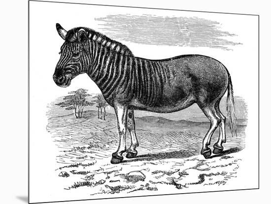 Engraving of a Quagga, 1893-null-Mounted Giclee Print