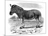 Engraving of a Quagga, 1893-null-Mounted Giclee Print