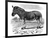 Engraving of a Quagga, 1893-null-Framed Giclee Print