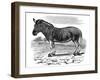 Engraving of a Quagga, 1893-null-Framed Giclee Print