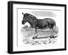 Engraving of a Quagga, 1893-null-Framed Giclee Print