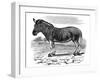 Engraving of a Quagga, 1893-null-Framed Giclee Print