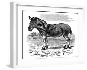 Engraving of a Quagga, 1893-null-Framed Giclee Print