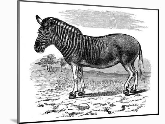 Engraving of a Quagga, 1893-null-Mounted Giclee Print