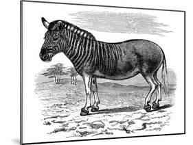 Engraving of a Quagga, 1893-null-Mounted Giclee Print