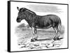 Engraving of a Quagga, 1893-null-Framed Stretched Canvas