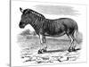 Engraving of a Quagga, 1893-null-Stretched Canvas