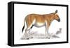Engraving of a Quagga, C1860-null-Framed Stretched Canvas