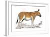 Engraving of a Quagga, C1860-null-Framed Giclee Print