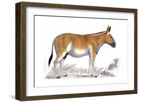 Engraving of a Quagga, C1860-null-Framed Giclee Print
