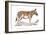 Engraving of a Quagga, C1860-null-Framed Giclee Print