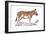 Engraving of a Quagga, C1860-null-Framed Giclee Print