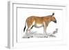 Engraving of a Quagga, C1860-null-Framed Giclee Print