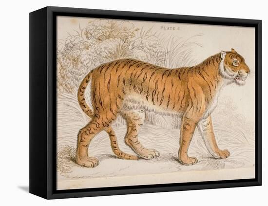 Engraving of a Tiger from The Naturalist's Library Mammalia-null-Framed Stretched Canvas