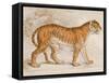 Engraving of a Tiger from The Naturalist's Library Mammalia-null-Framed Stretched Canvas