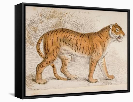 Engraving of a Tiger from The Naturalist's Library Mammalia-null-Framed Stretched Canvas