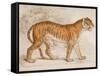 Engraving of a Tiger from The Naturalist's Library Mammalia-null-Framed Stretched Canvas