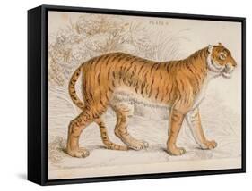 Engraving of a Tiger from The Naturalist's Library Mammalia-null-Framed Stretched Canvas