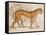 Engraving of a Tiger from The Naturalist's Library Mammalia-null-Framed Stretched Canvas