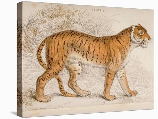 Engraving of a Tiger from The Naturalist's Library Mammalia-null-Stretched Canvas