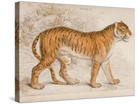 Engraving of a Tiger from The Naturalist's Library Mammalia-null-Stretched Canvas