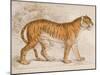 Engraving of a Tiger from The Naturalist's Library Mammalia-null-Mounted Photographic Print