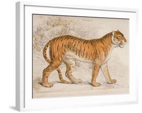 Engraving of a Tiger from The Naturalist's Library Mammalia-null-Framed Photographic Print