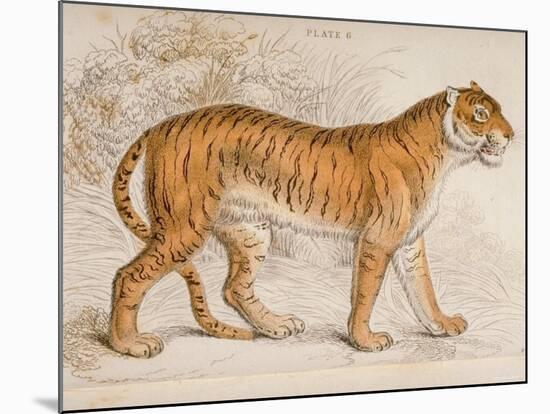 Engraving of a Tiger from The Naturalist's Library Mammalia-null-Mounted Photographic Print