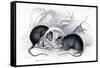 Engraving of Black Rat Caught in Trap, 1838-William Jardine-Framed Stretched Canvas