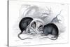 Engraving of Black Rat Caught in Trap, 1838-William Jardine-Stretched Canvas
