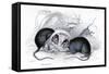 Engraving of Black Rat Caught in Trap, 1838-William Jardine-Framed Stretched Canvas