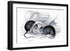 Engraving of Black Rat Caught in Trap, 1838-William Jardine-Framed Giclee Print