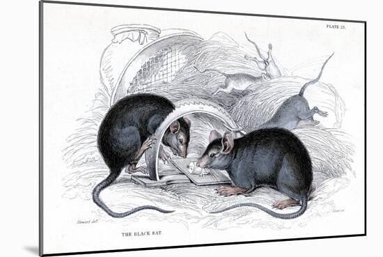 Engraving of Black Rat Caught in Trap, 1838-William Jardine-Mounted Giclee Print