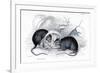 Engraving of Black Rat Caught in Trap, 1838-William Jardine-Framed Giclee Print