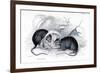 Engraving of Black Rat Caught in Trap, 1838-William Jardine-Framed Giclee Print