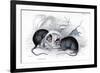 Engraving of Black Rat Caught in Trap, 1838-William Jardine-Framed Giclee Print