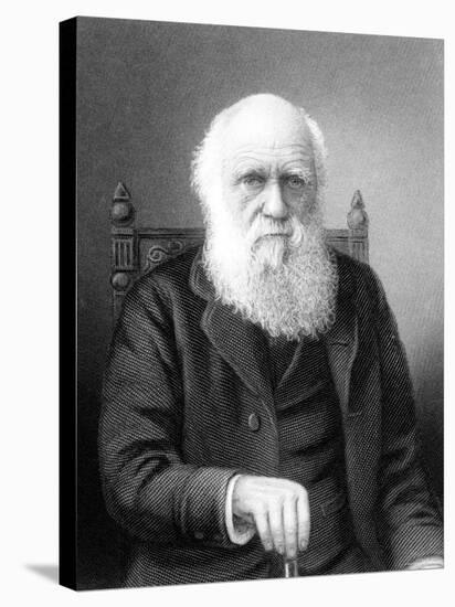 Engraving of British Naturalist Charles Darwin Developed Theory of Evolution by Natural Selection-null-Stretched Canvas