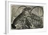 Engraving of Lobster and Spring Lobster-null-Framed Giclee Print