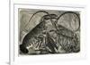 Engraving of Lobster and Spring Lobster-null-Framed Giclee Print