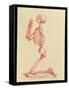 Engraving of Praying Male Skeleton by Cheselden-Mehau Kulyk-Framed Stretched Canvas