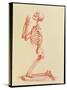 Engraving of Praying Male Skeleton by Cheselden-Mehau Kulyk-Stretched Canvas