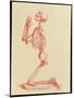 Engraving of Praying Male Skeleton by Cheselden-Mehau Kulyk-Mounted Photographic Print